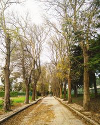 Road amidst trees