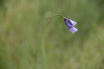 Close-up of purple flowering plant