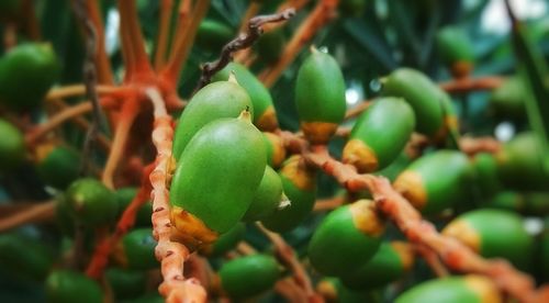 Close-up of fruits growing on tree