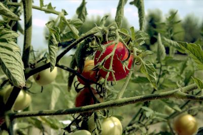 Close-up of red berries growing on tree