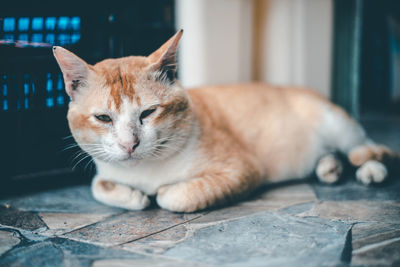 Close-up of cat lying on floor