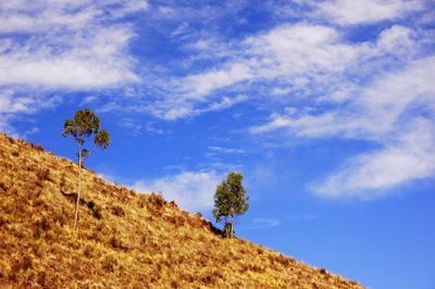 Low angle view of trees against blue sky