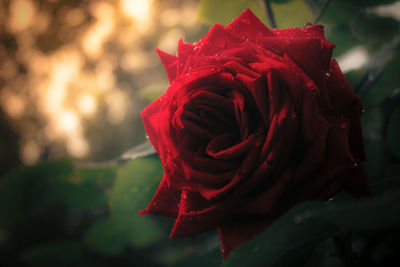 Close-up of red rose