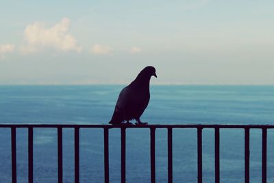 Bird perching on railing by sea against sky
