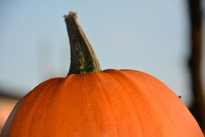 Close up of orange