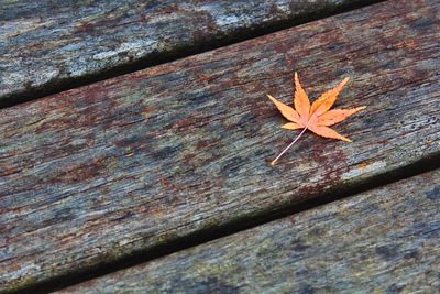 Close-up of maple leaf on wood