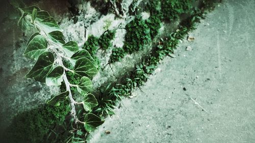 Close-up of ivy growing on tree