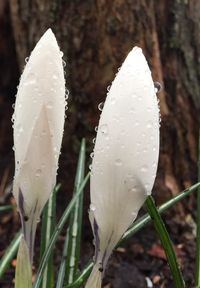 Close-up of water drops on leaf