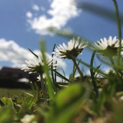 Close-up of plant against sky