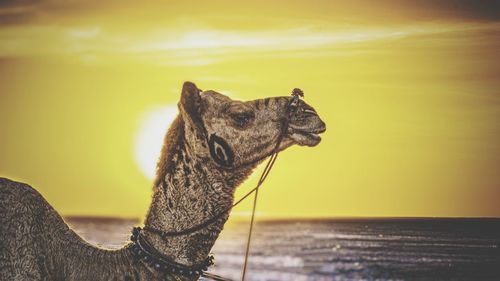 Close-up of a reptile looking at sea