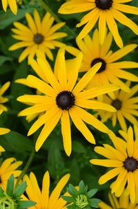 Close-up of yellow flower