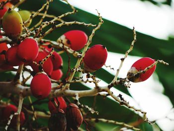 Close-up of berries growing on tree