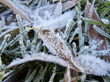 Close-up of frozen plant