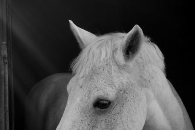 Close-up of horse