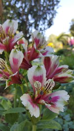 Close-up of pink flowers blooming outdoors