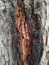 Full frame shot of tree trunk