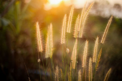 Close-up of stalks on field against sky on sunny day