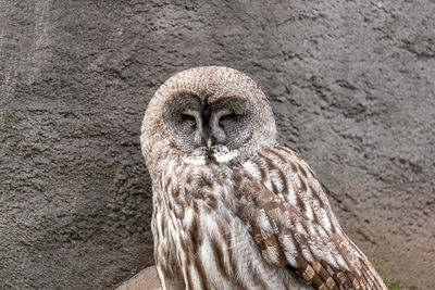 Close-up portrait of owl