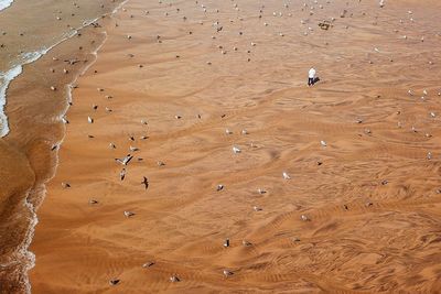 High angle view of birds on sand