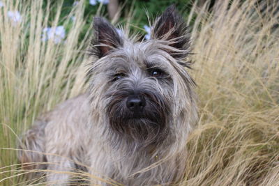 Portrait of dog on grass