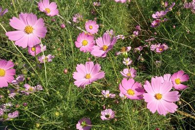 High angle view of cosmos flowers blooming on field