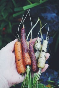 Close-up of hand holding carrots