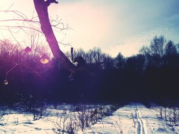 Trees against sky during winter