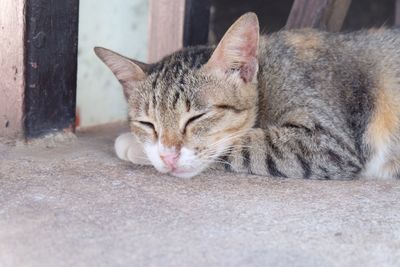 Tabby cat outdoors