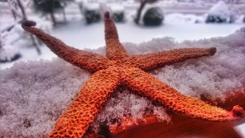 Close-up of lizard on snow