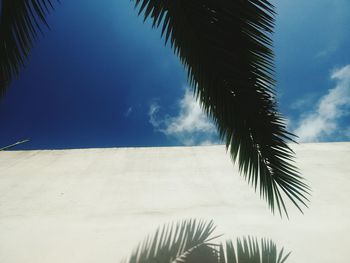 Palm trees against blue sky