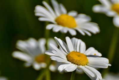 Close-up of white daisy flower