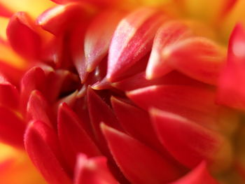 Close-up of red flower