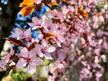 Close-up of pink cherry blossoms