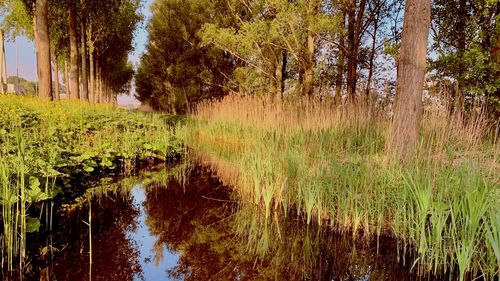 Scenic view of lake in forest