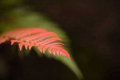 Close-up of autumn leaves