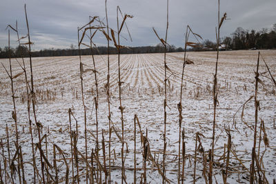 Plants growing on field against sky