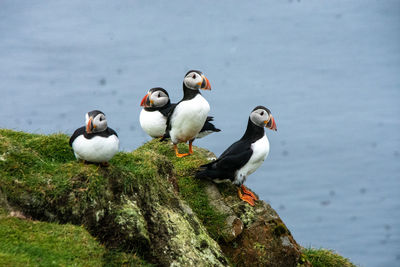 Close-up of puffins