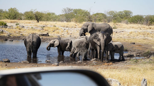 View of elephant drinking water