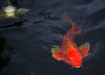 High angle view of koi carps swimming in water