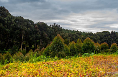 Scenic view of trees growing on field against sky