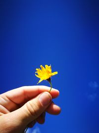 Cropped image of person holding yellow flower against blue sky