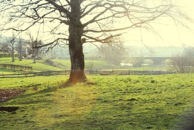 Trees on field against sky