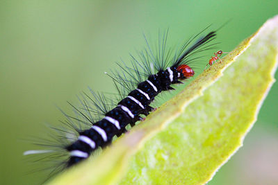 Close-up of insect on leaf