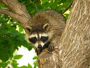 Low angle portrait of raccoon sitting on tree