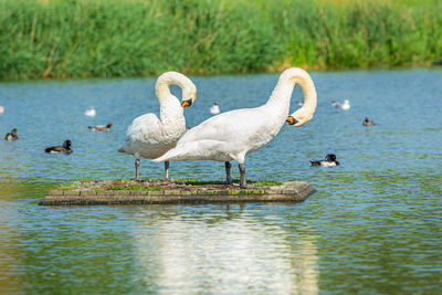 Ducks in a lake