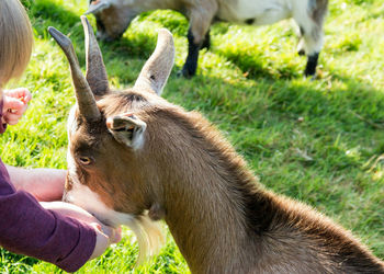 Close-up of hand feeding on grass