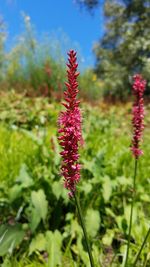 Close-up of fresh flowers in field