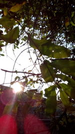 Low angle view of trees against sky