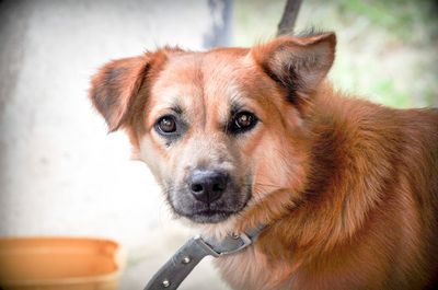 Close-up portrait of dog looking at camera