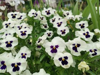 High angle view of white flowering plants